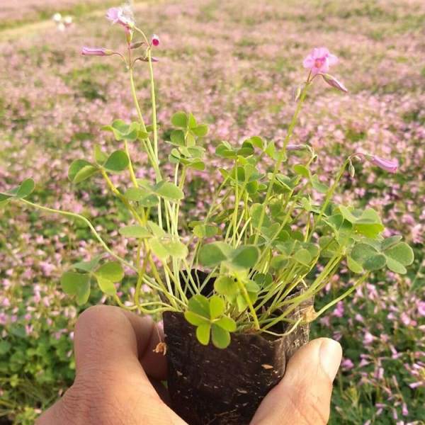 紅花醡漿草