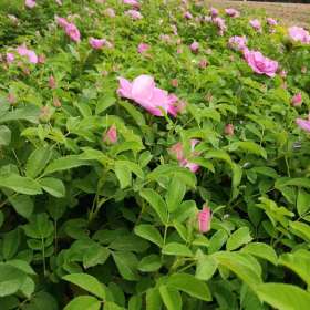 供应绿化花灌木、绿篱、花草工程苗