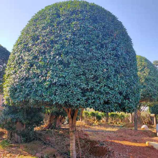 桂花树苗