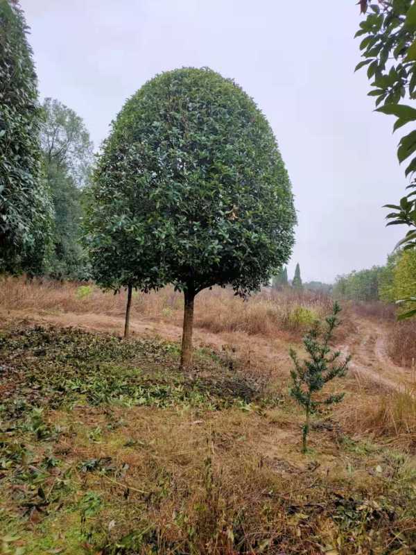 桂花树