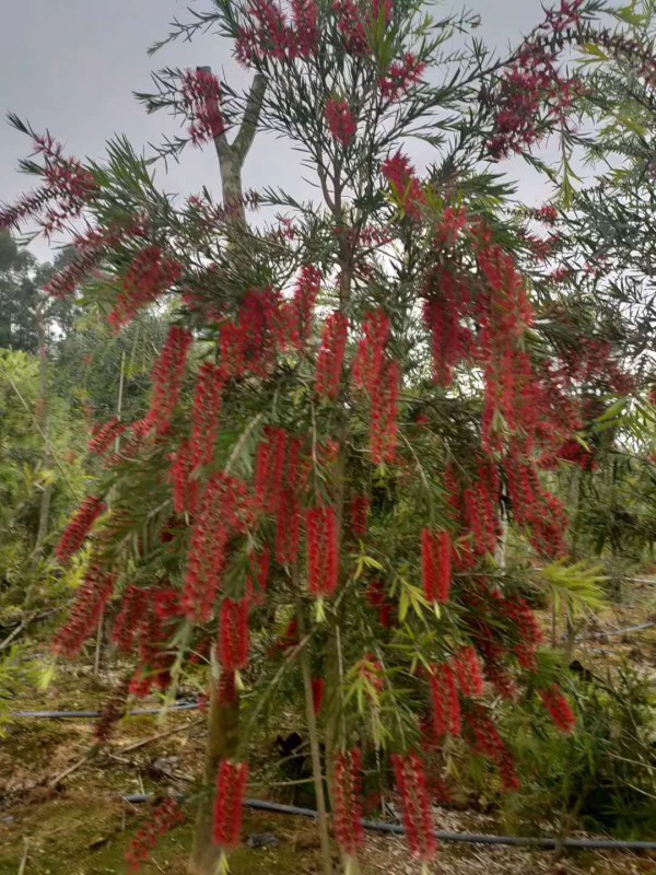 紅千層