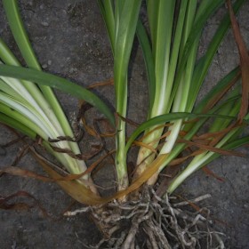 百子莲小苗价格 福建地苗百子莲种植基地直发