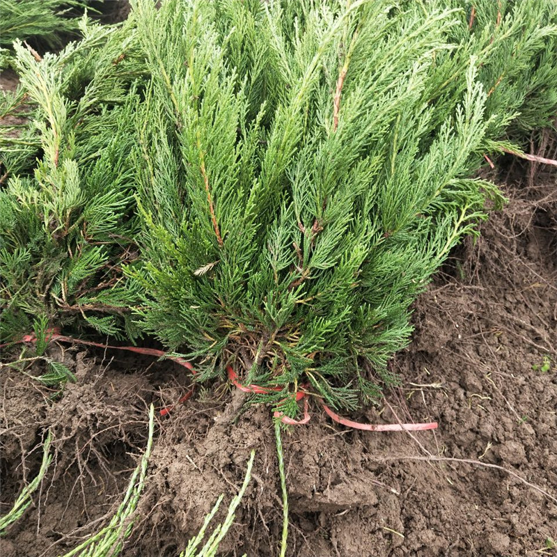 龙柏小苗种植基地 山东龙柏苗价格信息