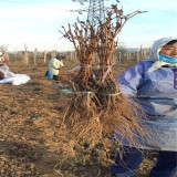 金手指葡萄苗基地 葡萄苗品質(zhì)有哪些 葡萄樹(shù)苗哪里有賣的