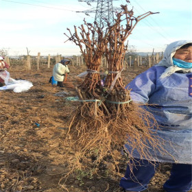 金手指葡萄苗基地 葡萄苗品質(zhì)有哪些 葡萄樹苗哪里有賣的