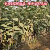 吉塞拉6号鲁樱3号樱桃苗种植过程产量