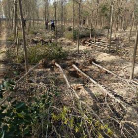 商丘哪里买14-15公分大叶女贞基地在哪