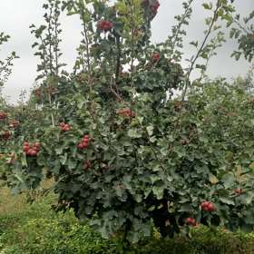 山西山楂苗基地，运城山楂树种植产地供应山楂树