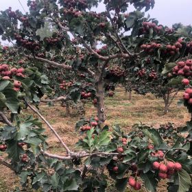 山楂树产地在哪里？山西山楂树种植基地详情