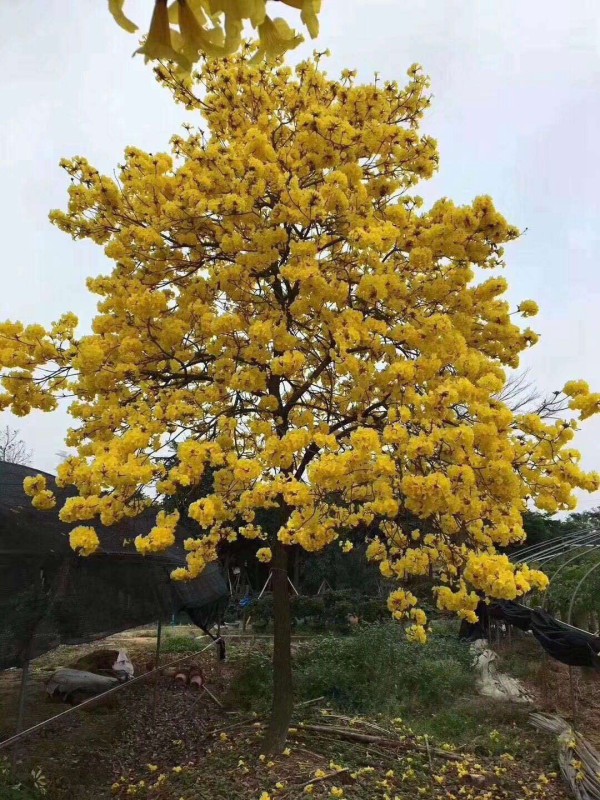 黄花风铃木