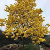 黄花风铃木批发价格   黄花风铃木种植基地