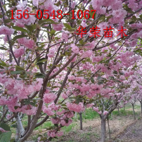 供應(yīng)高桿櫻花樹(shù)基地13公分、15公分高桿櫻花