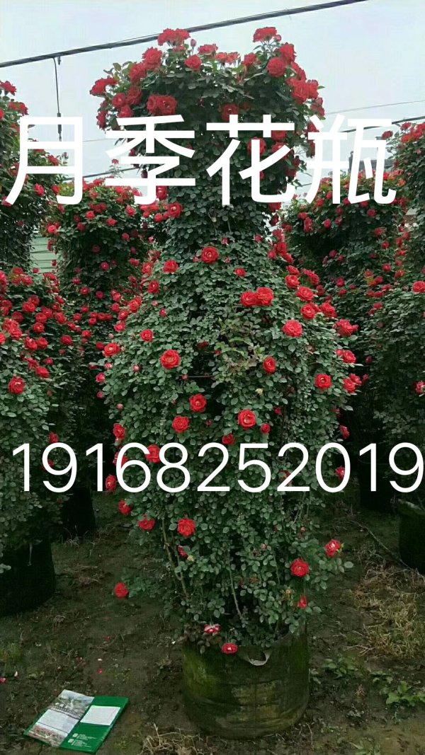 月季花球树桩月季