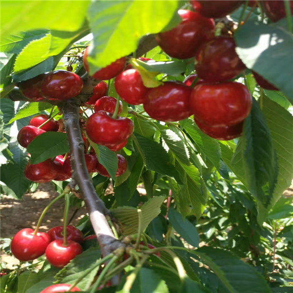 齊早櫻桃樹(shù)