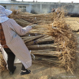 1.2公分山楂樹苗多少錢 選田駿園藝苗圃 山東山楂苗種植商