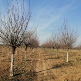 15公分杏紅梅價(jià)格 原生紅梅種植基地