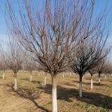 15公分杏紅梅價格 原生紅梅種植基地