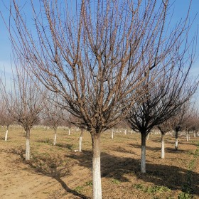 15公分杏紅梅價格 原生紅梅種植基地