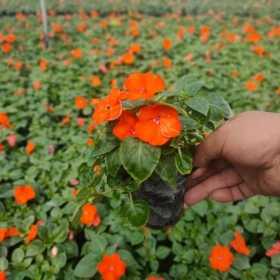 凤仙花小苗哪里有卖   福建凤仙花苗木种植基地