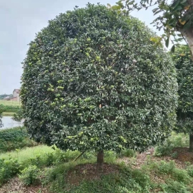 益阳哪里有桂花树 桂花树批发价格