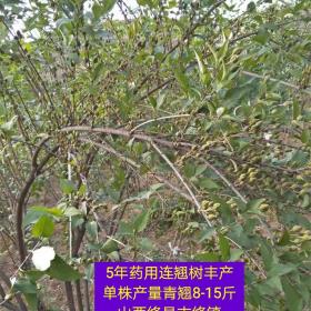 （1年+2年）连翘苗种植基地=（一年+二年）连翘苗价格