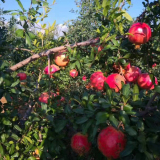 2年生紅石榴樹苗基地價(jià)格 紅石榴樹苗苗圃