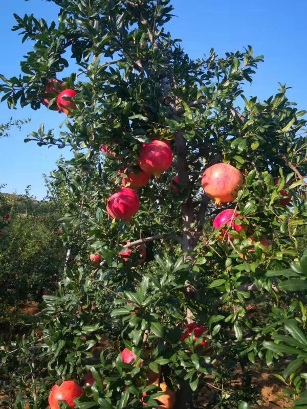 泰山紅石榴苗