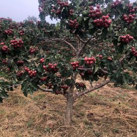 山楂树产地在哪里？山西山楂树种植基地？山楂树产地详情说明