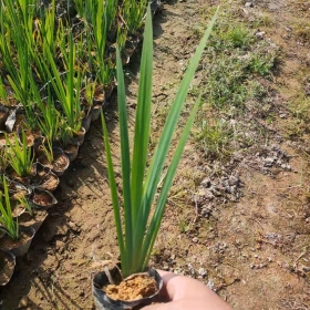 批发常绿水生鸢尾杯苗 水生鸢尾花厂家供应