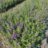 漳州批发千屈菜苗 盆栽千屈菜种植基地直销