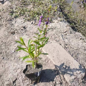 福建哪里有卖千屈菜 千屈菜袋苗批发