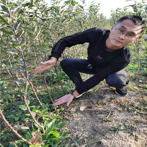 瑞香红苹果苗