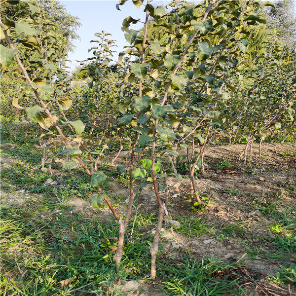 香妃苹果苗