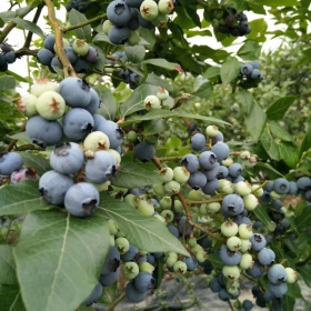 麻江縣藍莓苗基地《黔東南麻江縣組培藍莓苗》專業(yè)培育基地