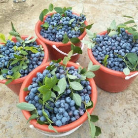 適合麻江縣種植藍莓苗《珠寶、萊克西藍莓苗》專業(yè)培育基地