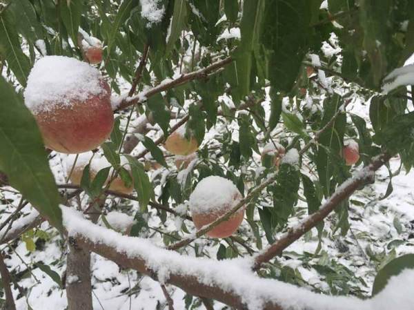 冬雪蜜桃