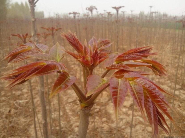 紅油香椿