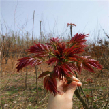 紅油香椿苗基地直銷(xiāo) 紅油香椿苗今年價(jià)格