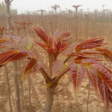 大棚香椿苗培育基地 苗圃直銷紅油香椿樹苗價格