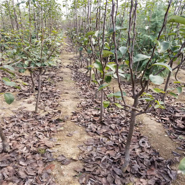 紅香酥梨樹苗