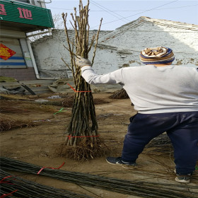 山东玉露香梨树苗；玉露香梨树树苗新品种；玉露香梨树苗价格多少