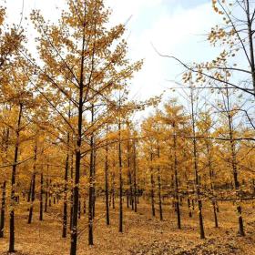 30公分银杏树价格 江苏邳州银杏树基地 银杏树报价