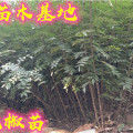 山東無(wú)刺花椒苗產(chǎn)量怎么樣 1米高花椒苗