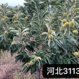 2公分華豐板栗苗幾年掛果 2公分華光板栗苗哪里有賣的