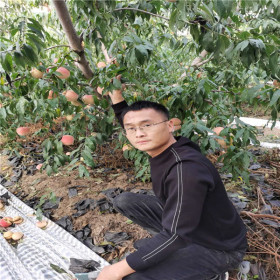 介绍中油蟠15桃苗 中油蟠15桃树苗主干形栽植技术