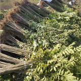 3公分香椿树苗适合种植地区 4公分香椿树苗怎样管理