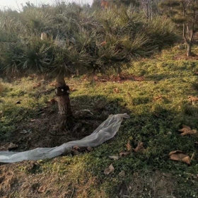 泰山景松多少钱一颗 泰山景观松哪里便宜