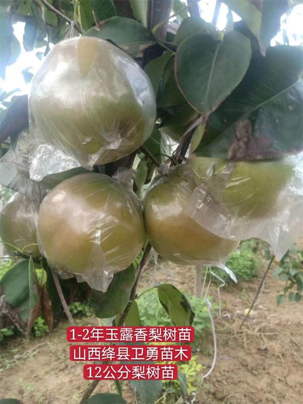 玉露香梨樹苗