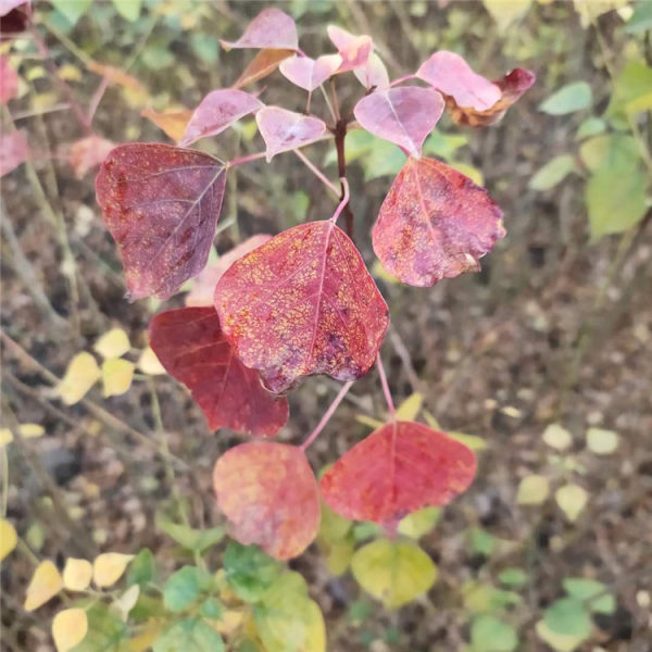 烏桕小苗