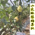 1米以上山農(nóng)酥梨樹苗特性 晚熟新品種山農(nóng)酥梨樹苗如何管理